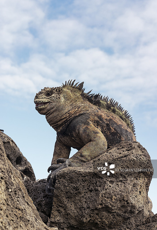 低角度拍摄海鬣蜥在加拉帕戈斯攀爬岩石图片素材