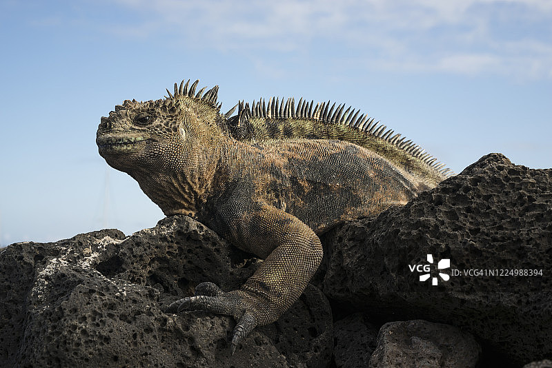 低角度拍摄海鬣蜥在加拉帕戈斯攀爬岩石图片素材