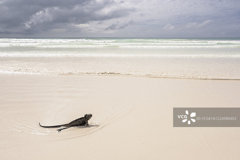 圣克鲁斯岛托图加湾，白色沙滩上的海鬣蜥图片素材
