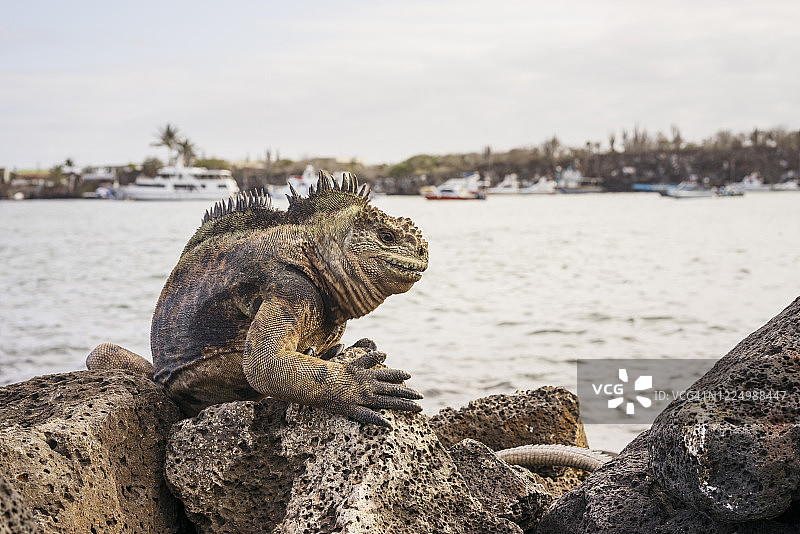 加拉帕戈斯群岛圣克鲁斯岛，阿约拉港口的海鬣蜥攀爬岩石，背景是游轮图片素材
