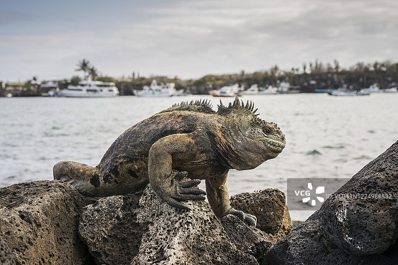 加拉帕戈斯群岛圣克鲁斯岛，阿约拉港口的海鬣蜥攀爬岩石，背景是游轮图片素材