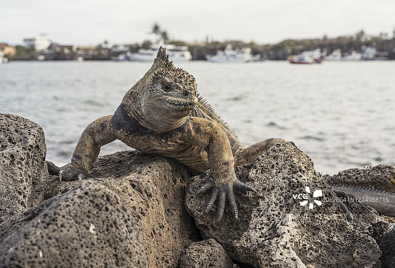 加拉帕戈斯群岛圣克鲁斯岛，阿约拉港口的海鬣蜥攀爬岩石，背景是游轮图片素材