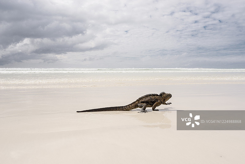 圣克鲁斯岛托图加湾，白色沙滩上的海鬣蜥图片素材