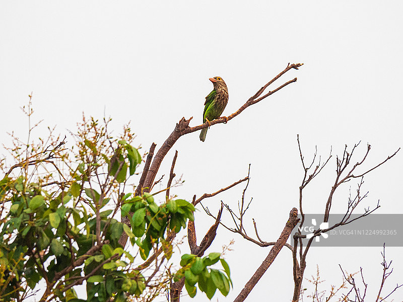 栖息在树枝上的绿色热带鸟图片素材