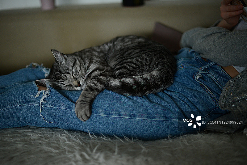 沙发上猫咪躺女孩腿上图片素材
