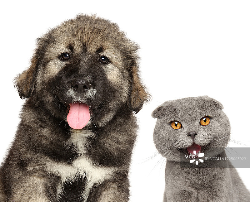 白色背景上的猫和狗图片素材