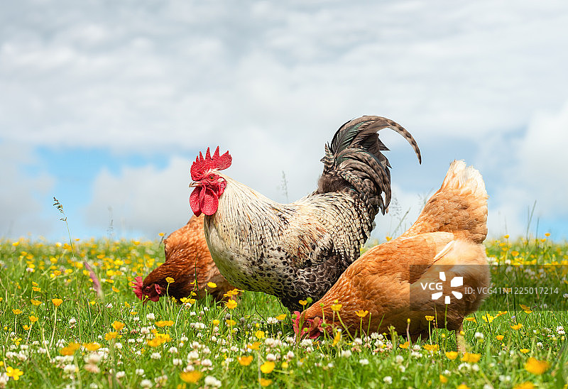 夏季草甸上的小公鸡和母鸡图片素材