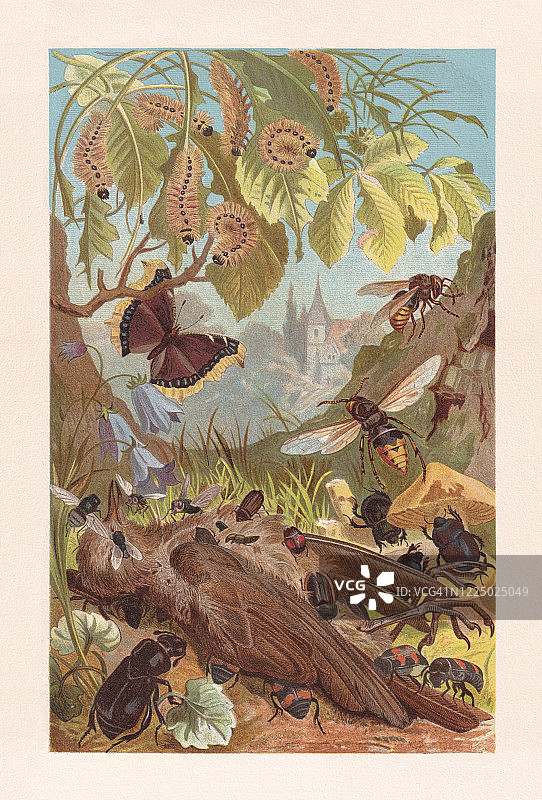 食腐昆虫，1884年图片素材