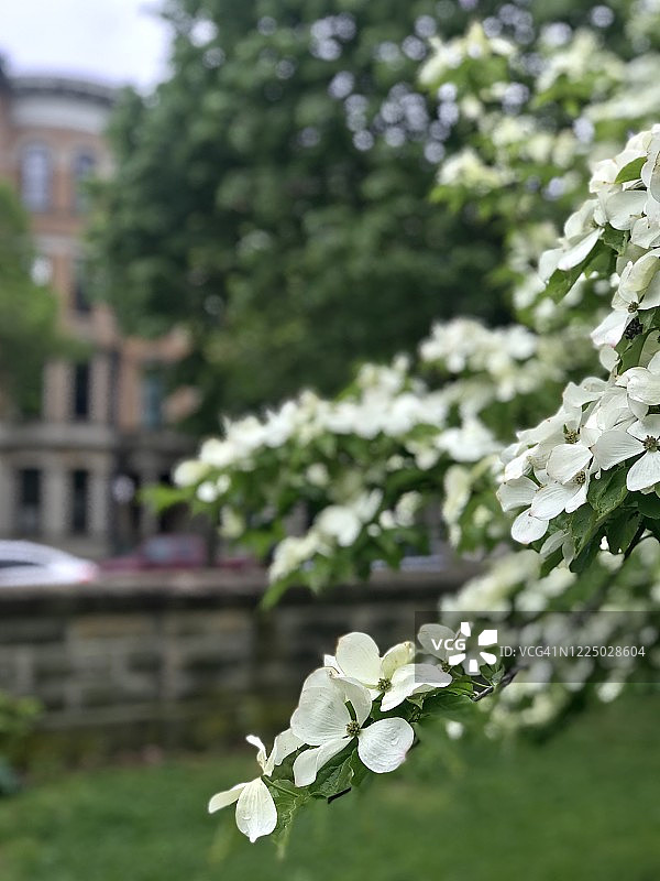 开花的栎木树图片素材
