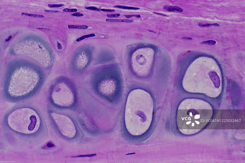 气管中的透明软骨：软骨细胞和基质（250倍）图片素材