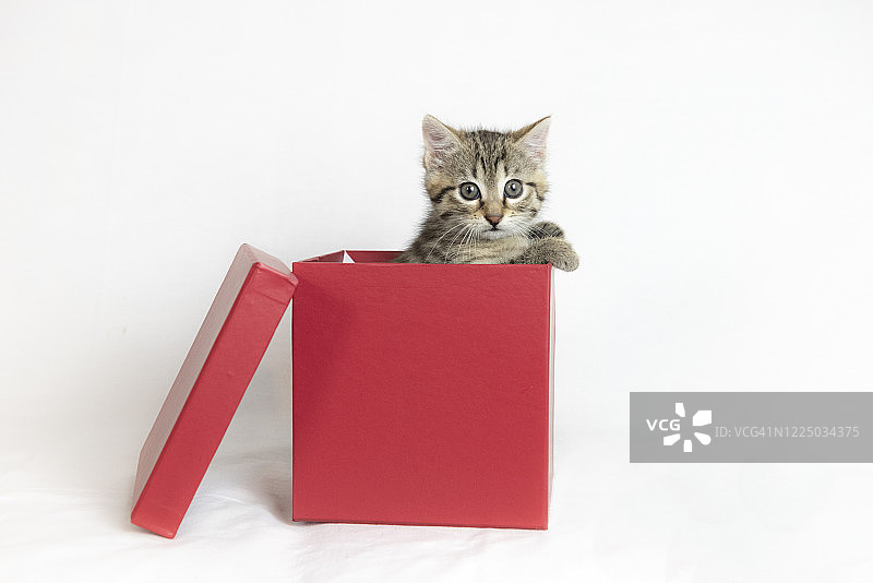 盒子里的可爱小猫图片素材