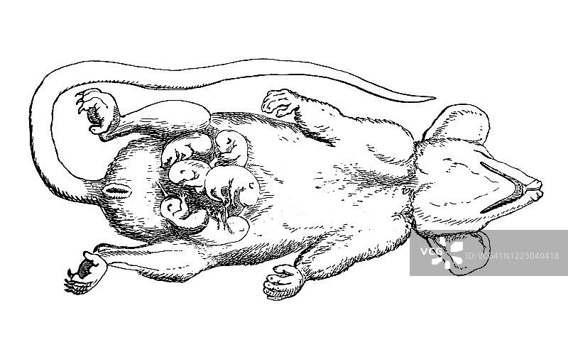 带幼崽的雌性负鼠早期雕刻插图图片素材