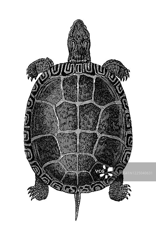 陆龟、爬行动物、鳄鱼古版画插图图片素材