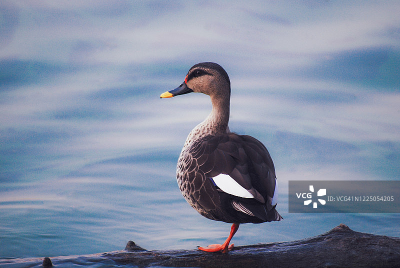在水塘中休息的斑嘴鸭图片素材