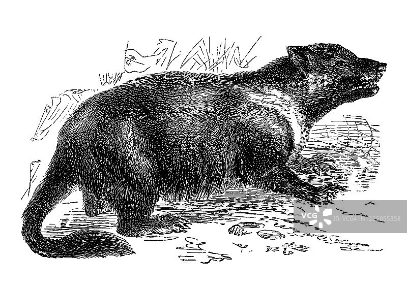 袋獾动物复古雕刻插图图片素材
