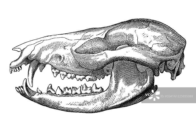 负鼠头骨的古老雕刻插图 - 有袋动物，单孔目，贫齿动物图片素材