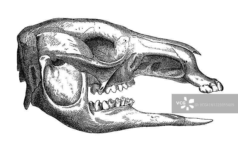 袋鼠头骨古老雕刻插图图片素材
