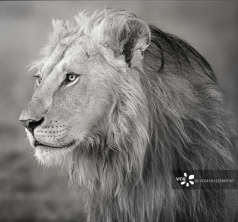 肯尼亚马赛马拉雄狮的迷人肖像图片素材