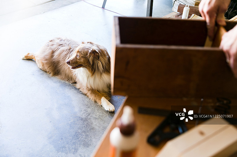 男子粘合抽屉，狗在水泥地上保持凉爽图片素材