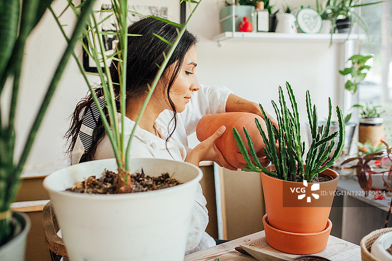 年轻女人在家中给盆栽浇水图片素材