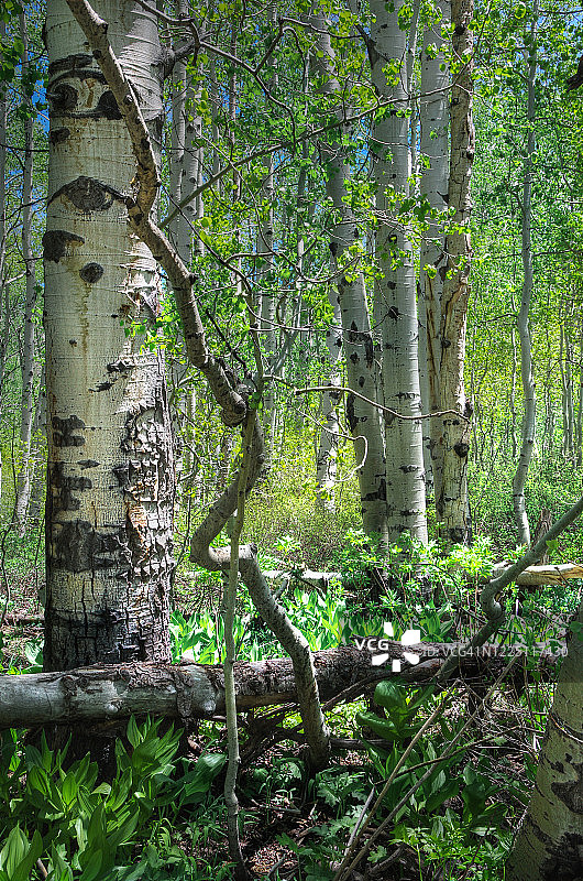 缠绕的白杨树林中的白色树干图片素材