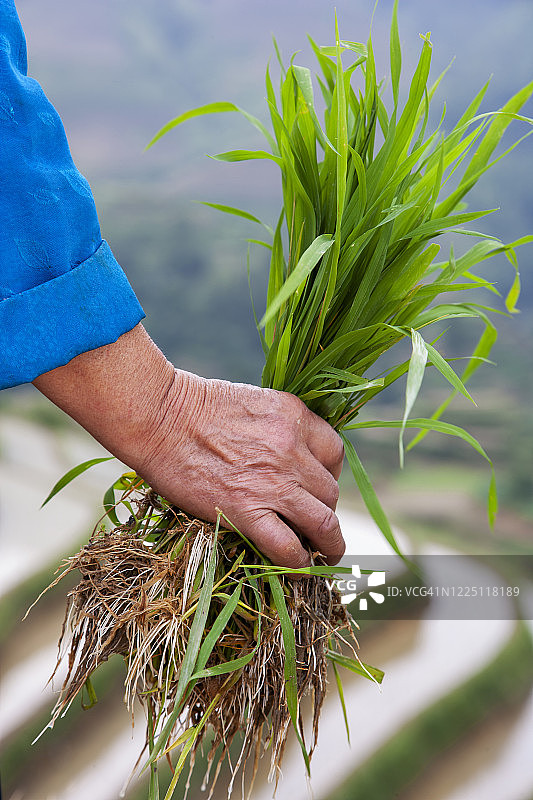女人手拿稻苗图片素材