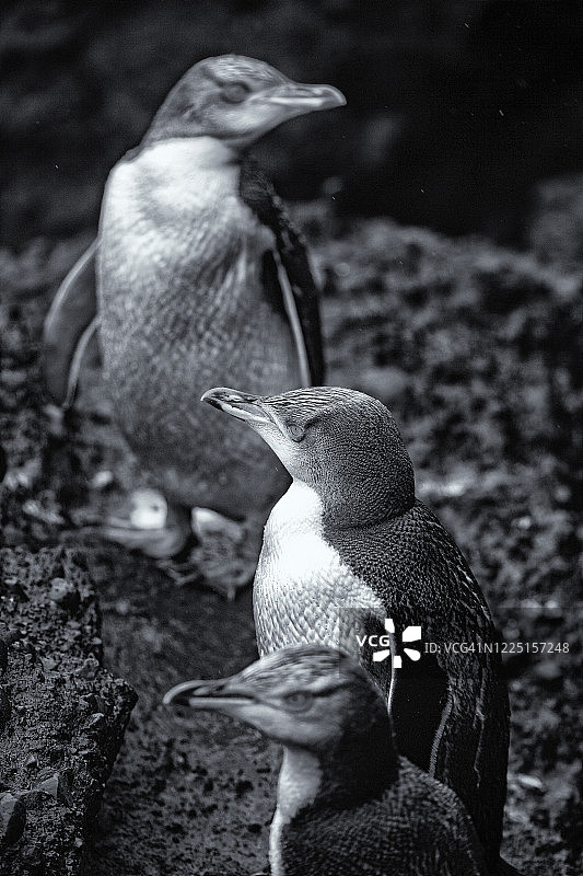 黄眼企鹅，在新西兰奥克兰群岛的恩德比岛图片素材