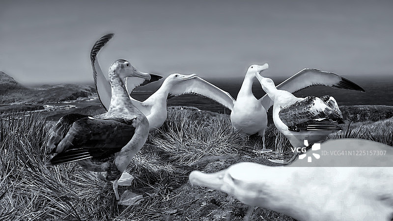 皇家信天翁，坎贝尔岛，新西兰图片素材