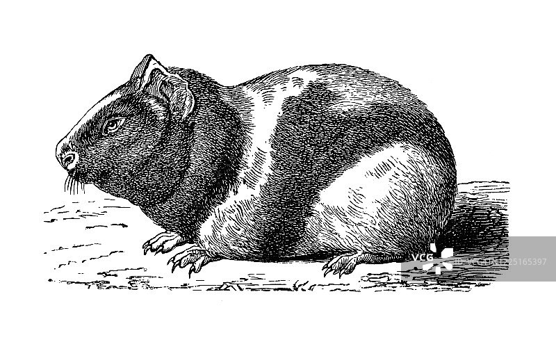 豚鼠古版画图片素材