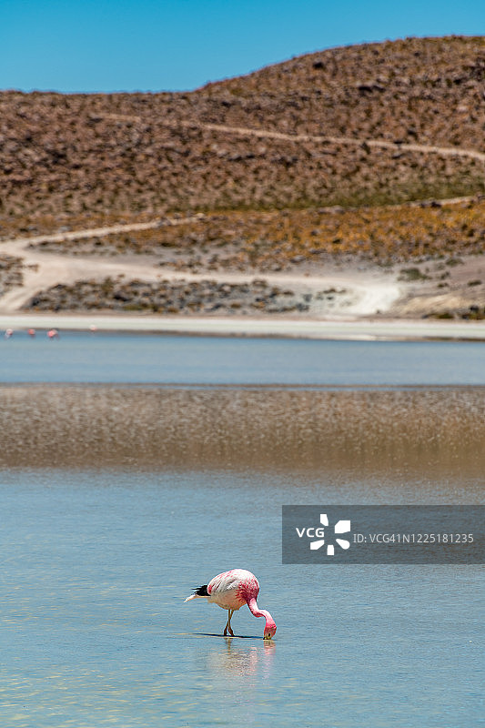 玻利维亚波托西地区的高地泻湖图片素材