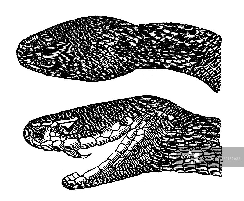 雷迪蝰蛇头部古版画-蛇和蜥蜴动物图片素材