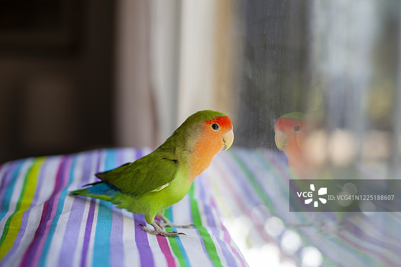 窗边的小鹦鹉图片素材