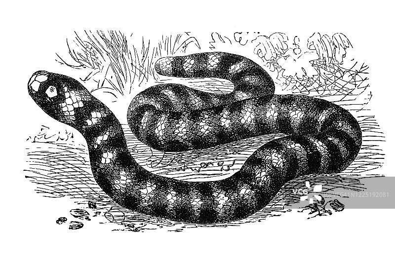 珊瑚蛇古老雕刻插画图片素材