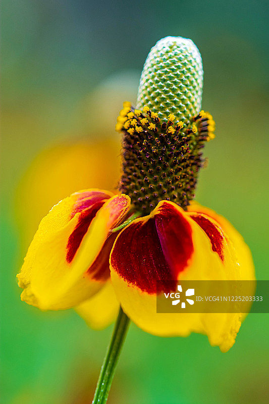 德克萨斯州野花图片素材