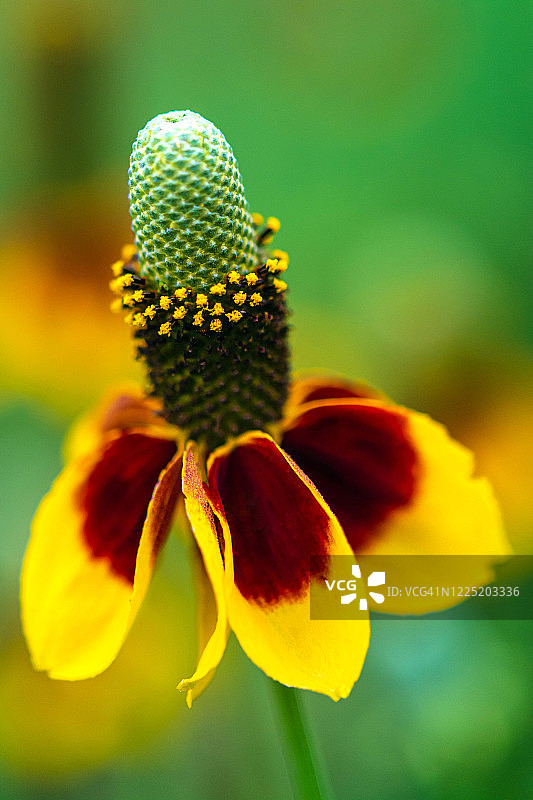 德克萨斯州野花图片素材