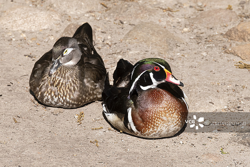 两只在阳光下色彩鲜艳的林鸳鸯图片素材