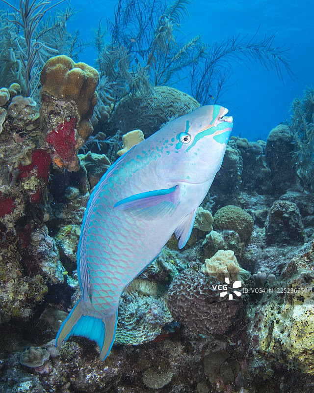 伯利兹水下鹦鹉鱼图片素材