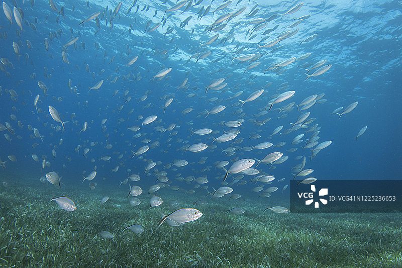 伯利兹海草中的水下鱼群图片素材