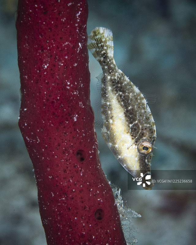 鱼类文件（伯利兹水下）图片素材