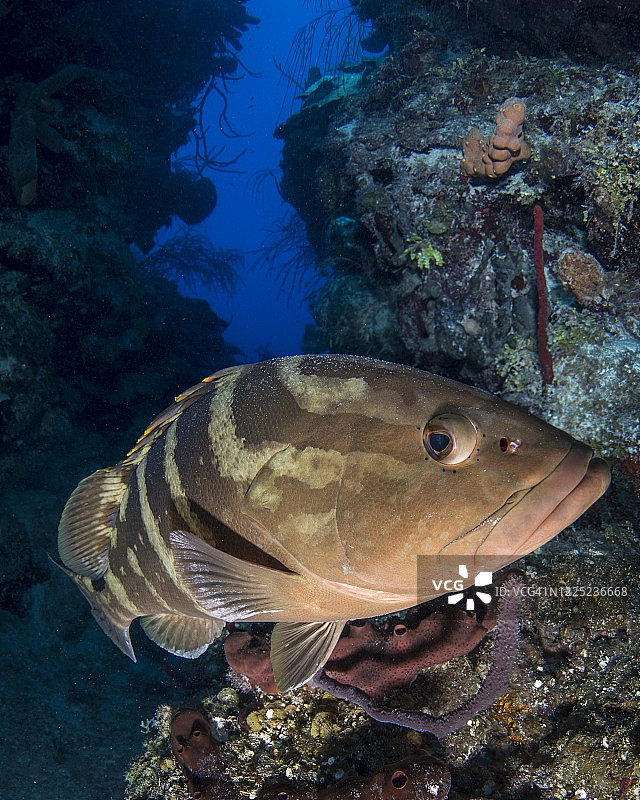 伯利兹水下拍摄的拿骚石斑鱼图片素材