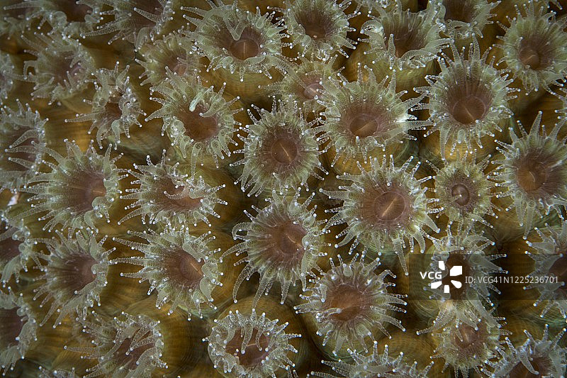 伯利兹水下珊瑚图片素材