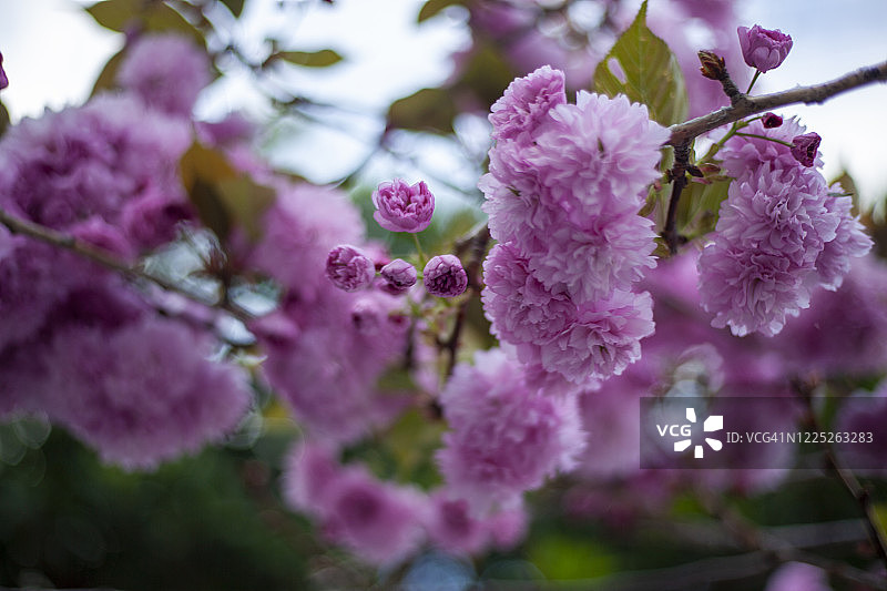 加利福尼亚州旧金山关山樱花树的特写图片素材