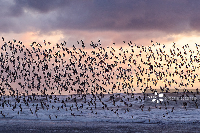 海鸟群在海浪之上起飞图片素材