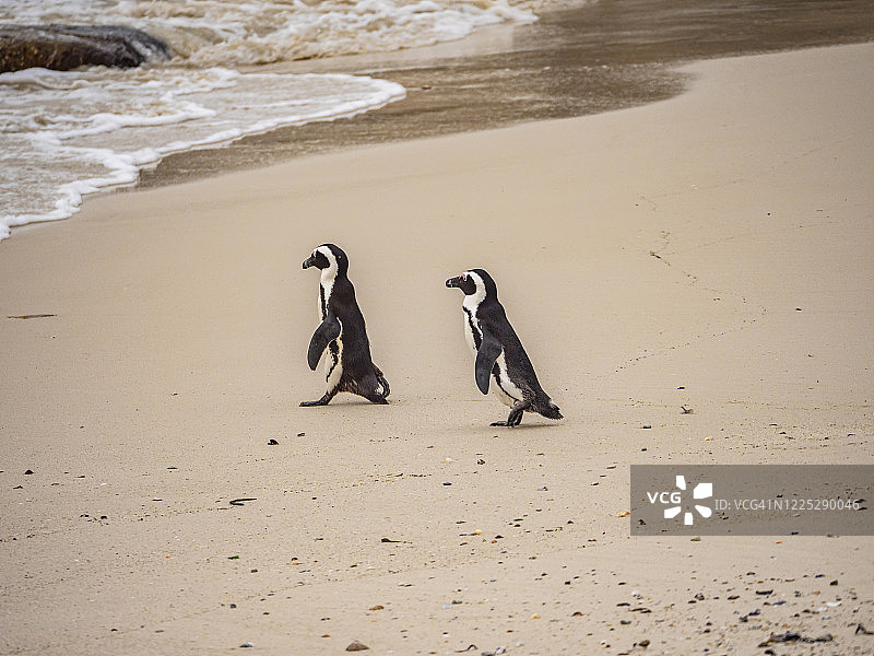 博尔德海滩企鹅走向水中图片素材