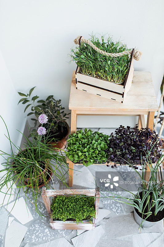 阳台种植的可食用绿色幼苗图片素材