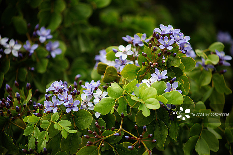 愈疮木花图片素材
