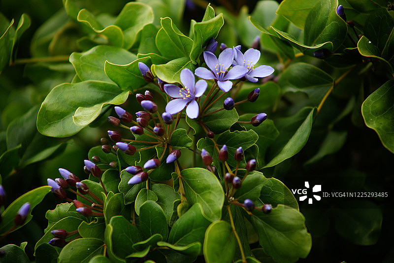 愈疮木花图片素材