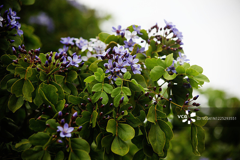 愈疮木花图片素材