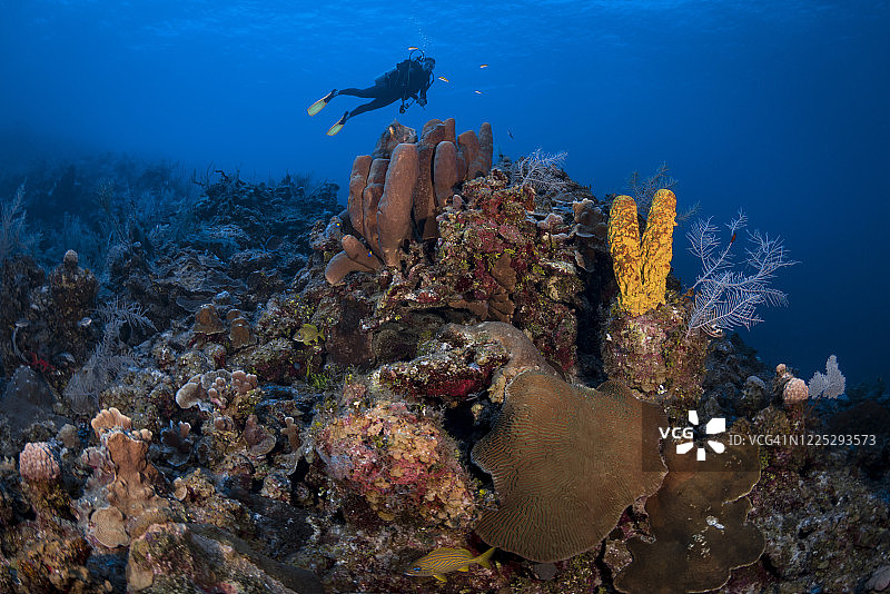 管状海绵和女性潜水员图片素材