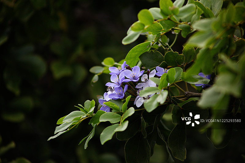 愈疮木花图片素材